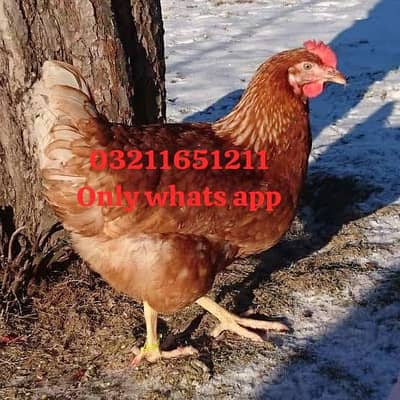 Lohman Brown Breedar 2 egg laying females