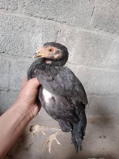 only whatsapp number 03005577585