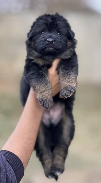 German Shepherd Puppies Black/Tan