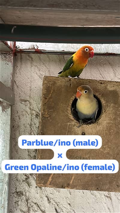 Lovebirds for sale in very reasonable prices
