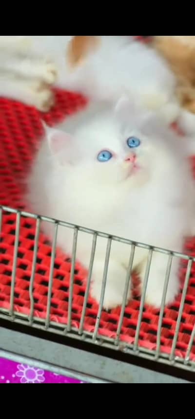 Quality Persian Punch face cat & kitten =03205959094=Whatsapp