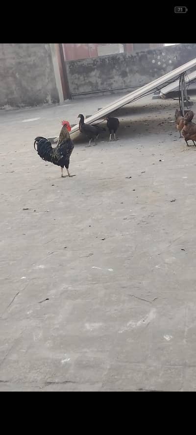 Desi murgha 1year 3 months ka h