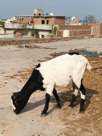 teddy female full zero size