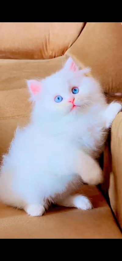 Quality Persian Punch face cat & kitten =03205959094=Whatsapp