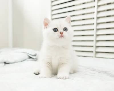 British shorthair