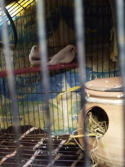 1 pair finch white colour