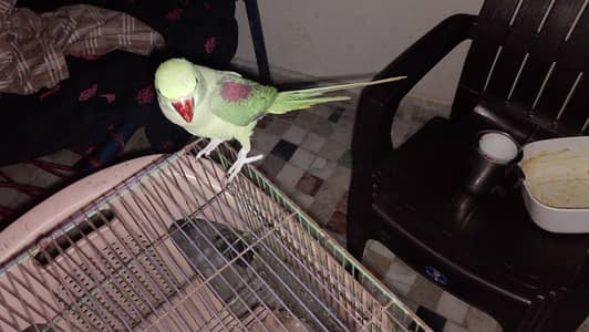 hand team parrot for sale 03054636833