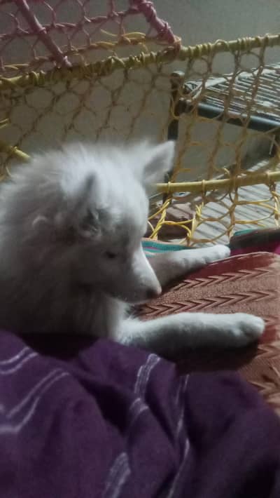 Russian zero size  pink nose  female  puppy .