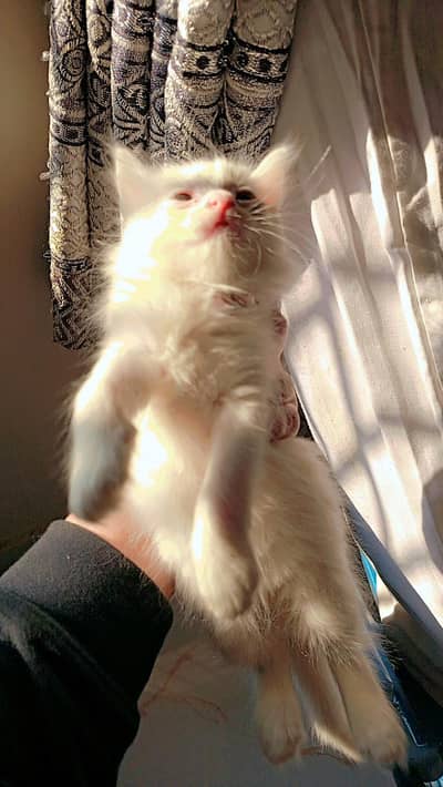 semi Persian kittens for sale