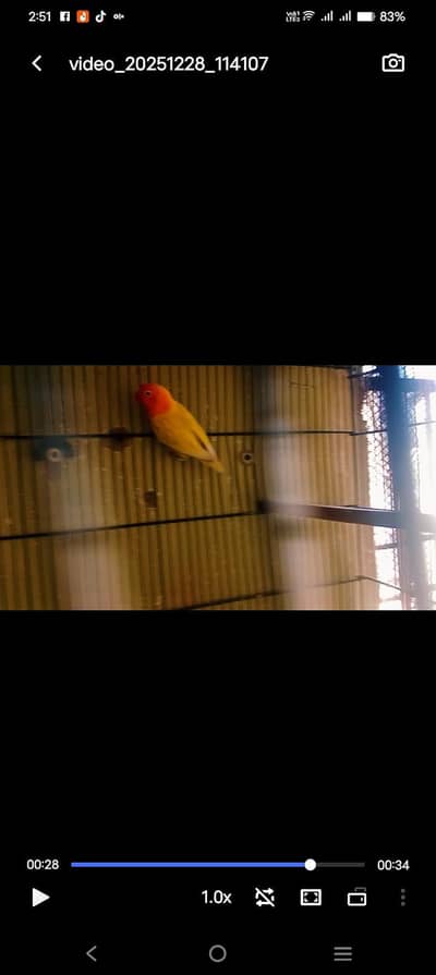 lovebirds piar can from b2 with 1 check 0.3. 17.038. 38.32