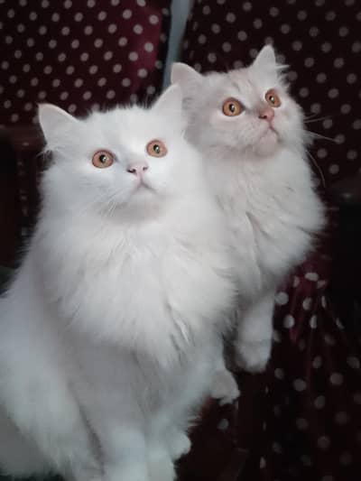 passion cat for sale