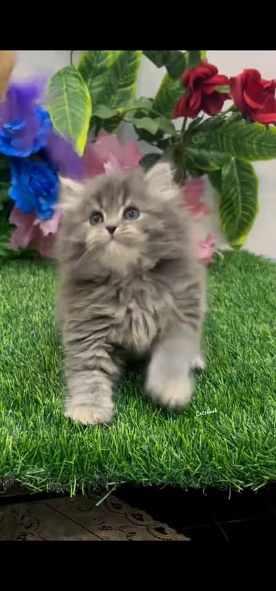 Quality Persian Punch face cat & kitten =03205959094=Whatsapp