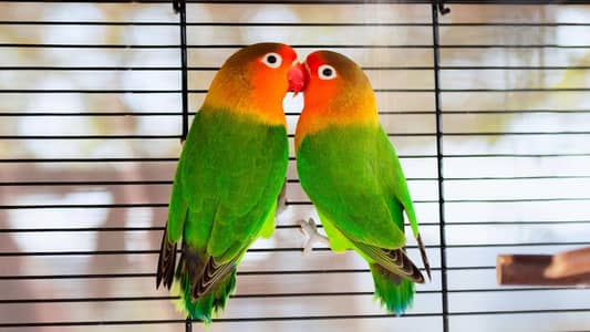 love birds for sale only one pair 3000