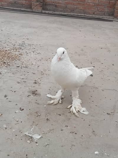 بریڈر پیئر اینڈ سنگل پیس اویلیبل