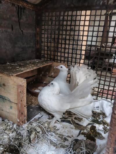 pair of fantail pigeons with their 2 eggs