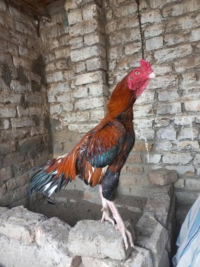 bht hi aseel or mazbhot bird