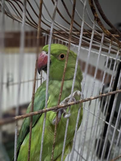 green ring neck parrot