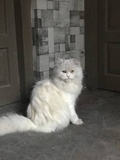 Female Persian cat