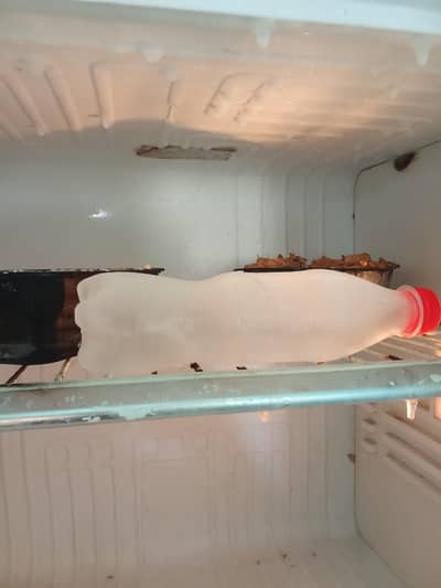 اچھی کنڈیشن میں ہے فر