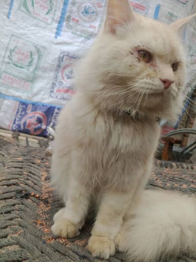 Persian pair cat