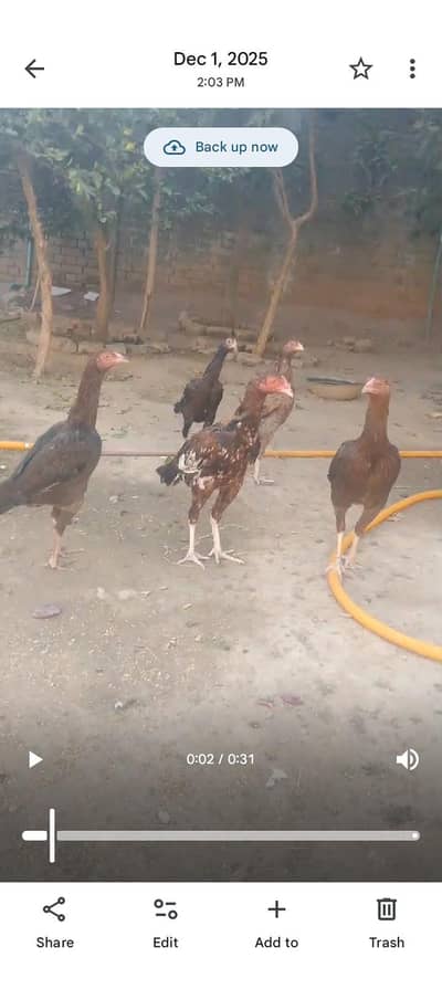 6 aseel pathy pathia