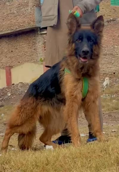 German shepherd dubble coat female for sale