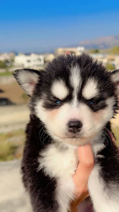 Husky puppy blue eye