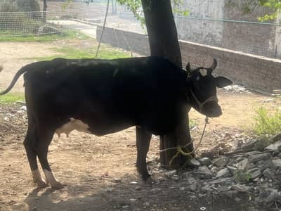 4 months pregnant doctor pass 8 kg milk