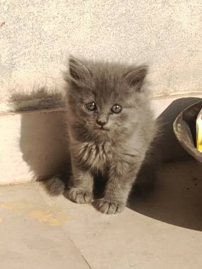 kitten - Punch face - Kittens persian cat - cute tripple - fluffy kity