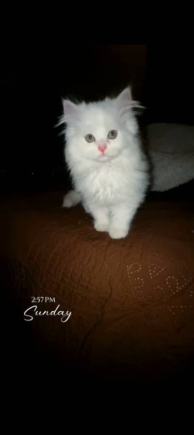 kitten - Punch face - Kittens persian cat - cute tripple - fluffy kity