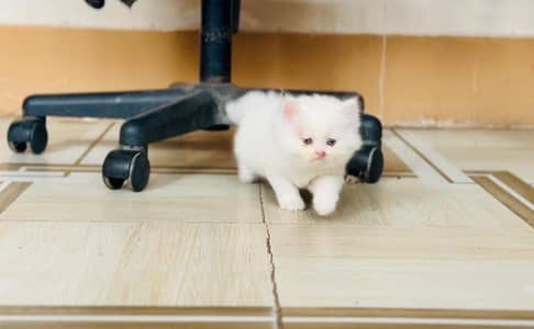 kitten - Punch face - Kittens persian cat - cute tripple - fluffy kity