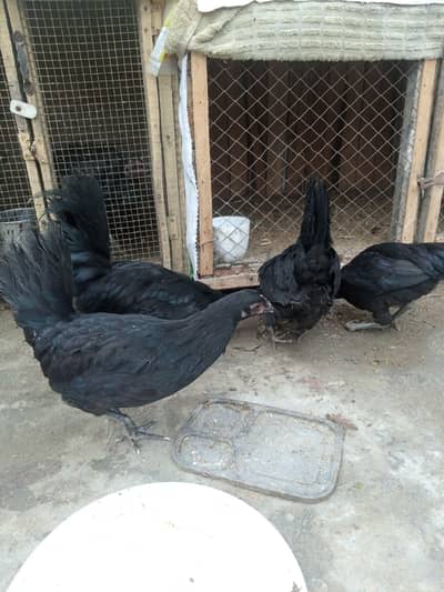 Australorp 1 male 3 female 03209745706