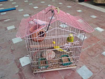 Parrot with house 3 parrot beautiful in 2200 multan sadiqabad