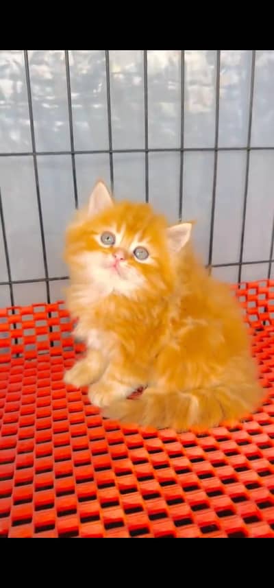 Quality Persian Punch face cat & kitten =03205959094=Whatsapp