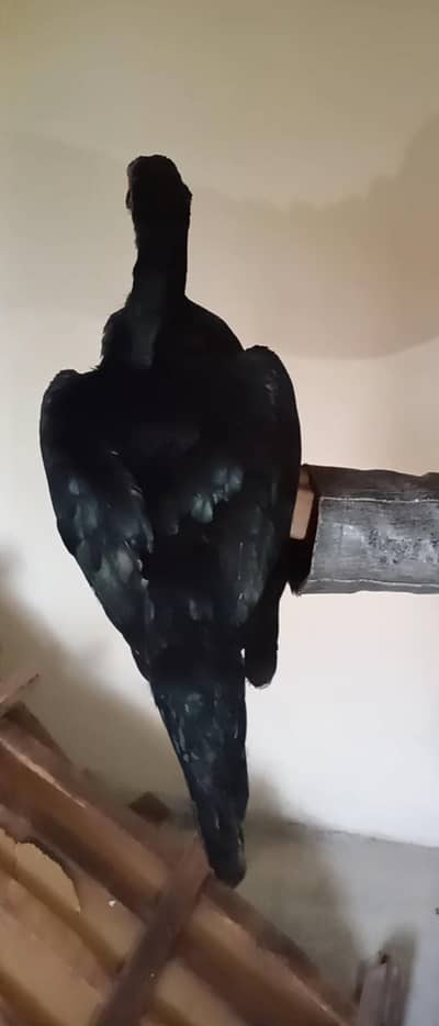 Aseel female for sale in Islamabad