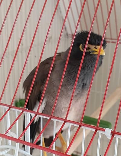 Kabali Maina for sale(0333-7940701)