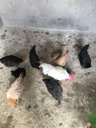 8 Egg-Laying Hens + 1 Rooster for Sale | Complete Poultry Set