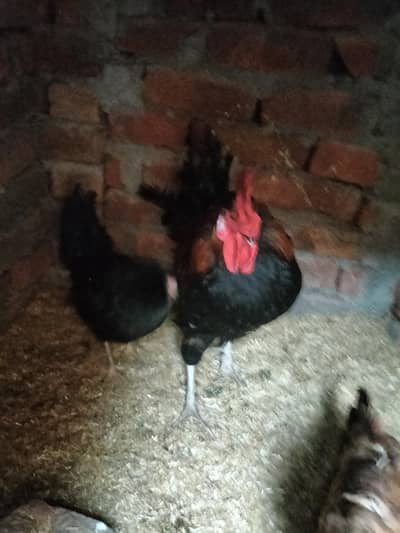 golden misri Han 3 piece