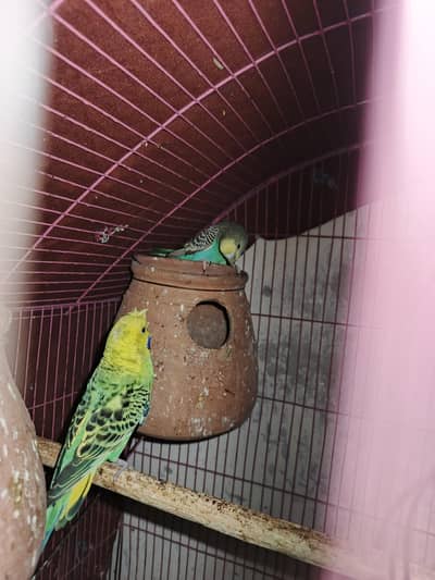 Australian Parrots Breeder Pair
