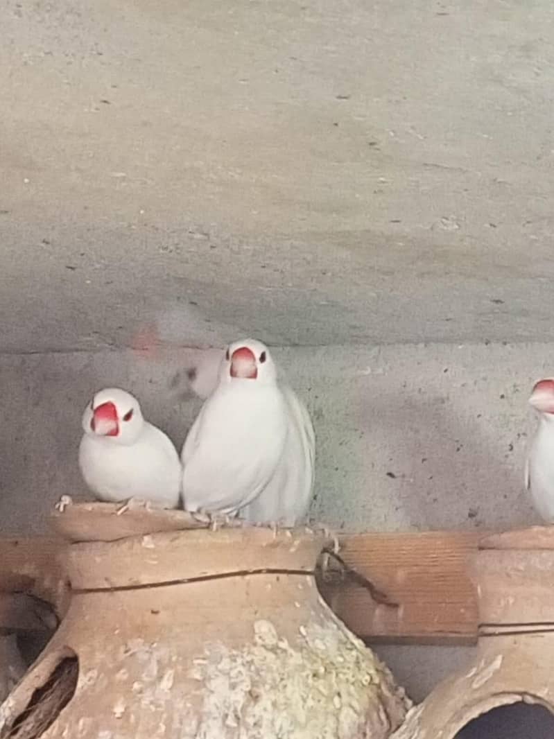 White java , Albaino Java, Opal Java, Silver Java 1