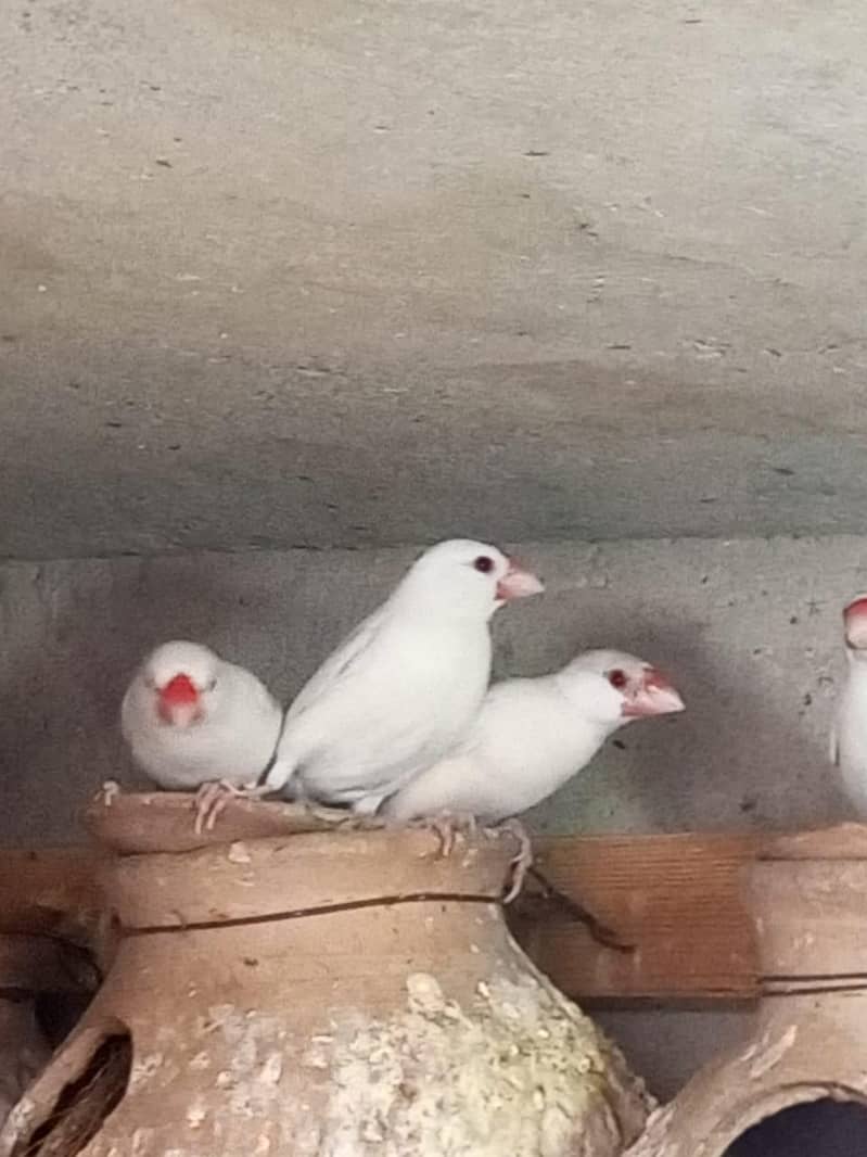 White java , Albaino Java, Opal Java, Silver Java 2