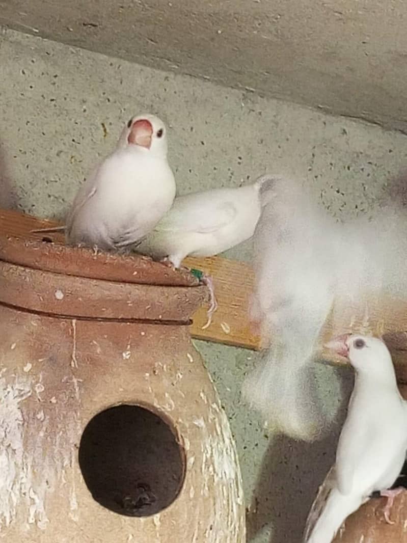 White java , Albaino Java, Opal Java, Silver Java 3