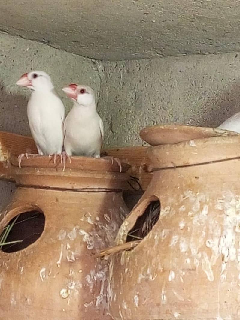 White java , Albaino Java, Opal Java, Silver Java 4