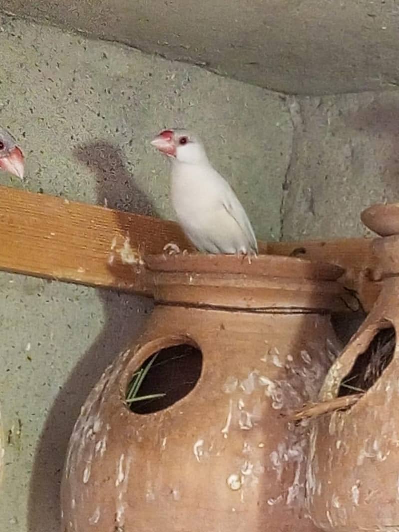 White java , Albaino Java, Opal Java, Silver Java 5