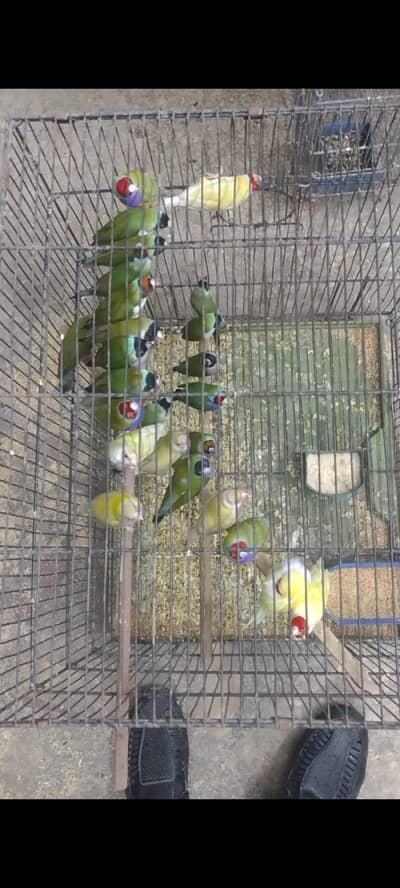 Green Gouldian Yellow Gouldian Pairs