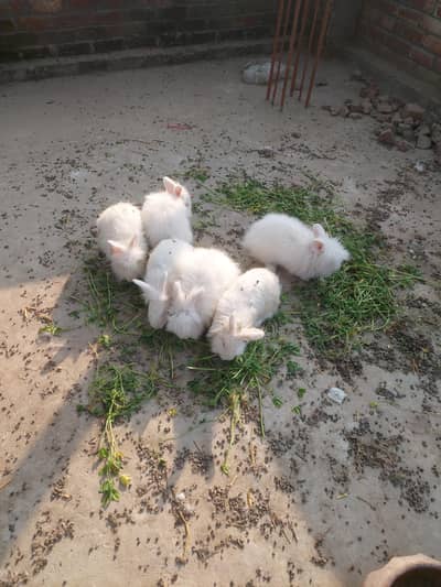 angora rabbits male and female for sale