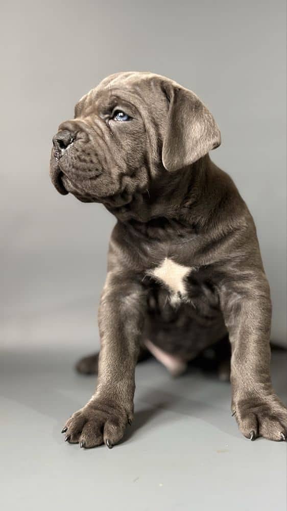 Cane corso 0