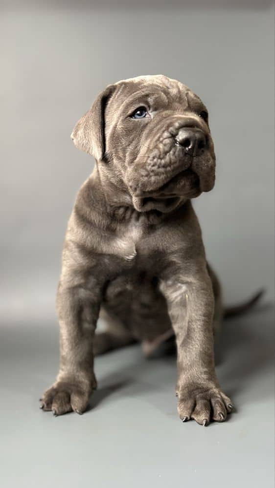 Cane corso 2
