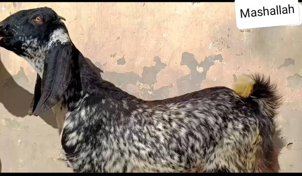 ماشاءاللہ اے پلس کوالٹی ڈبل ہڈی بلیک مکھی چینابکرا 0