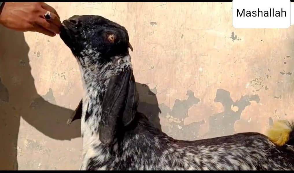 ماشاءاللہ اے پلس کوالٹی ڈبل ہڈی بلیک مکھی چینابکرا 1